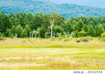 油彩日光戦場ヶ原の貴婦人