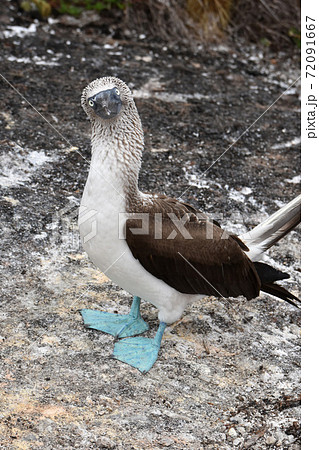 世界のお土産 ガラパゴス 木彫り アオアシカツオドリ