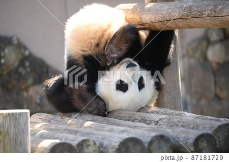 逆さまになるのが好きな赤ちゃんパンダの写真素材 [87181729] - PIXTA