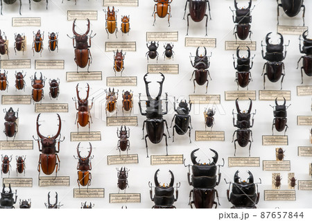 ナカジ様専用購入クワガタ野外標本3種セット インドネシア便 NIAS島の