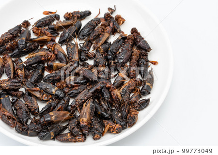 昆虫食 【国産】 ドライクリケット フタホシコオロギ 15g | 昆虫食