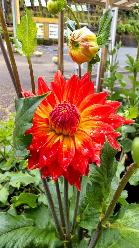 数日間限定セール！！多田 博一先生 遺跡のラクダ(シリア) 数日間限定