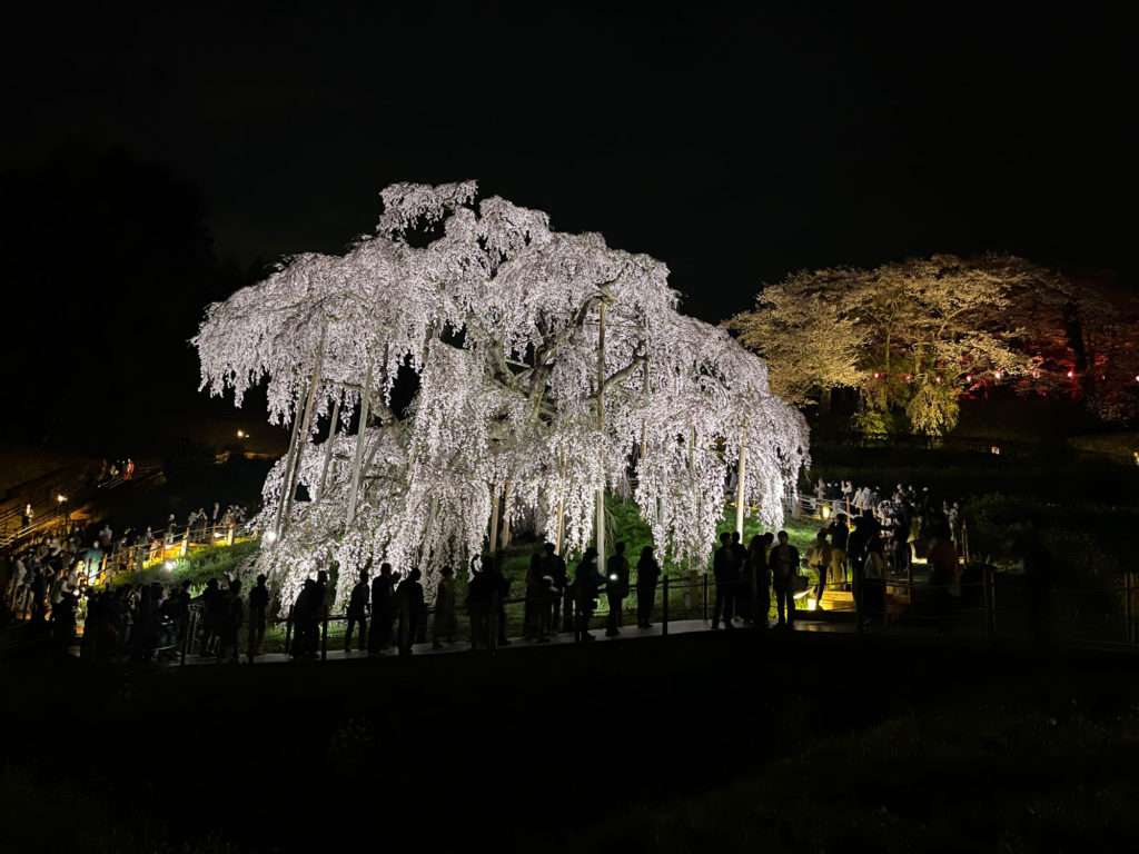 福島県三春町の滝桜ライトアップの演出を担当しました | 株式会社