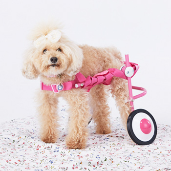 犬の車椅子 [天使の車輪] 犬用車椅子を製作・販売