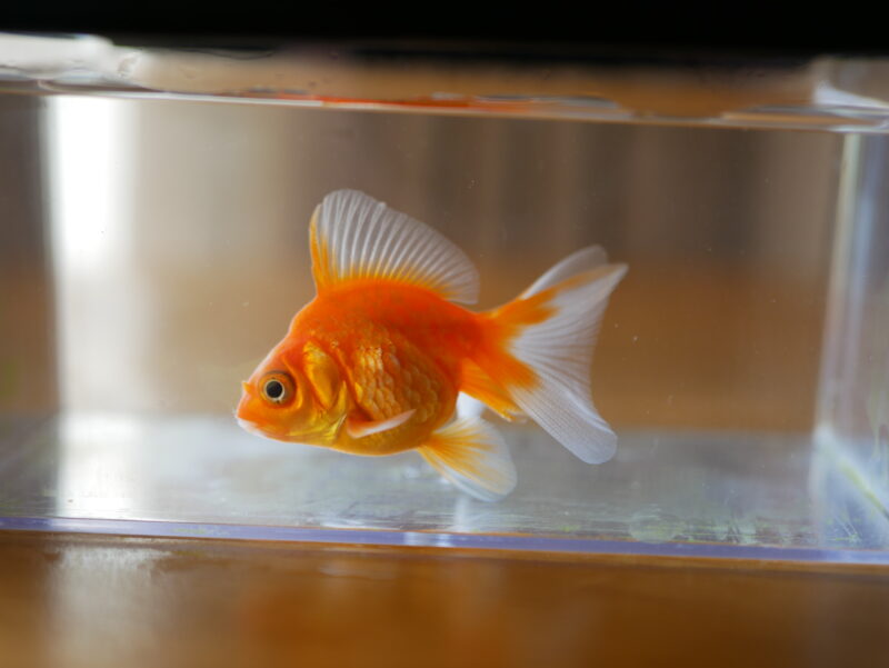 三河焼 陶器 睡蓮鉢 メダカ鉢40cm 【公式通販】