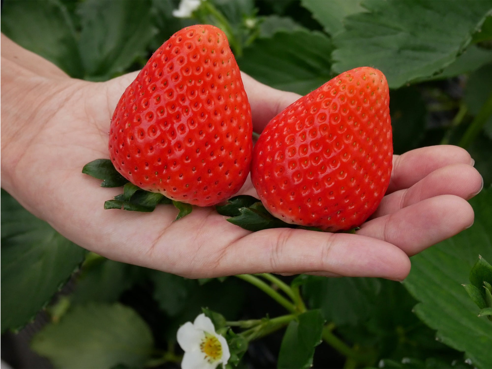 栃木県産 最上級SEクラス スカイベリー 極大粒 450g (8粒から11粒