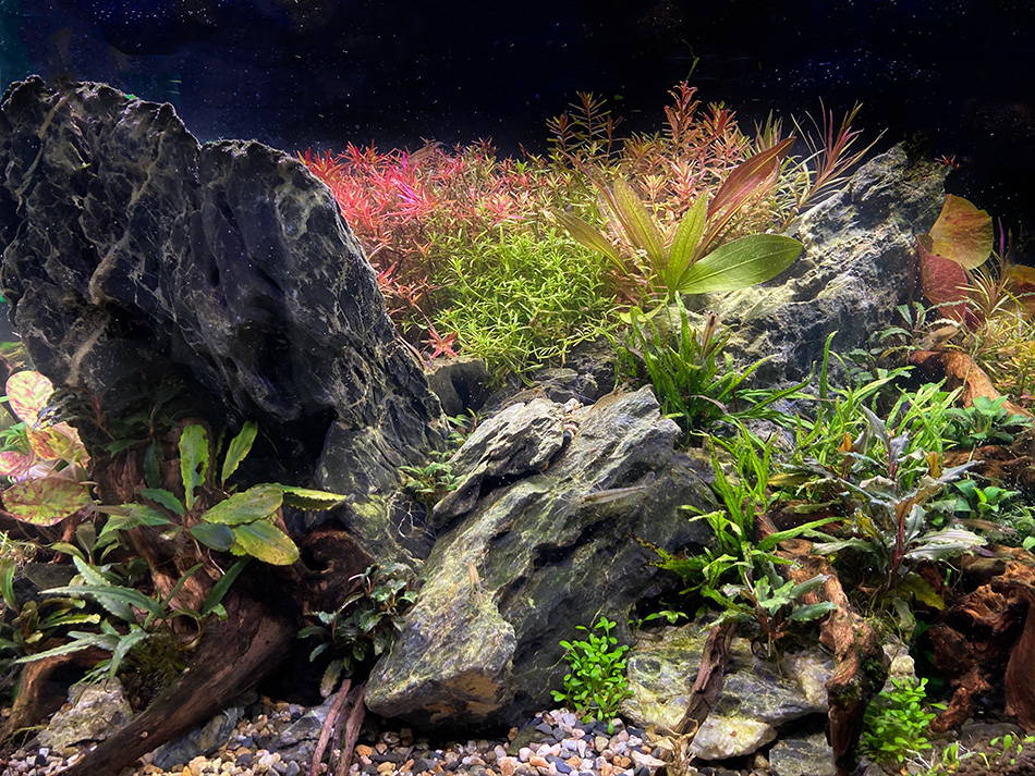 青龍石-7 | 杜若園芸WEBショップ｜水草の生産販売【通販ショップ】