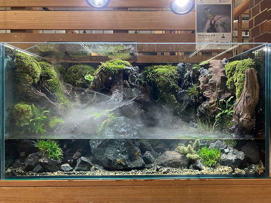 青龍石-4 | 杜若園芸WEBショップ｜水草の生産販売【通販ショップ】