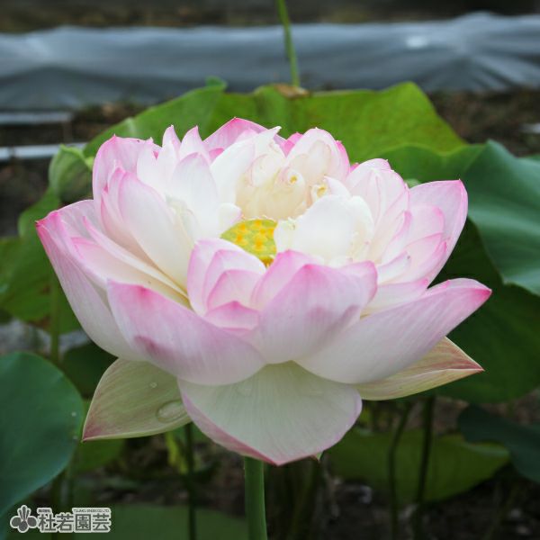 オデッセイモールド ウォーターリリー 睡蓮 オデッセイモールド