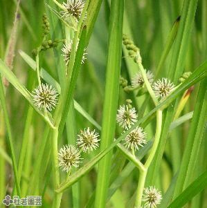 クワイ(慈姑)3号(1ポット) 家庭菜園(休眠状態) | チャーム 抽水植物