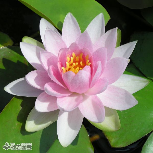 オデッセイモールド ウォーターリリー 睡蓮 オデッセイモールド