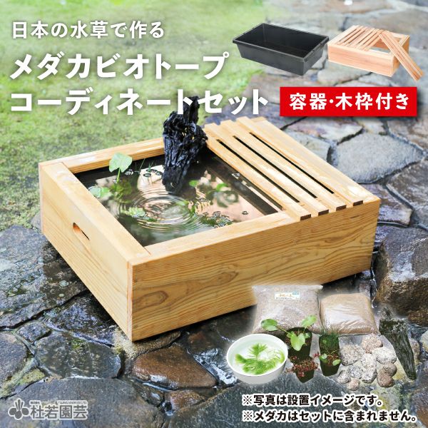 京の高級木枠（大）つき 日本の水草でつくる メダカビオトープ