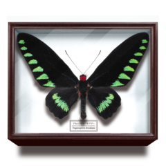 hiro☆ 標本箱+蝶標本 中型ドイツ箱2個セット ドイツ箱マグネット