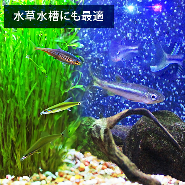 楽天市場】エーハイム クラシックフィルター 2213＋ろ材付 2台セット