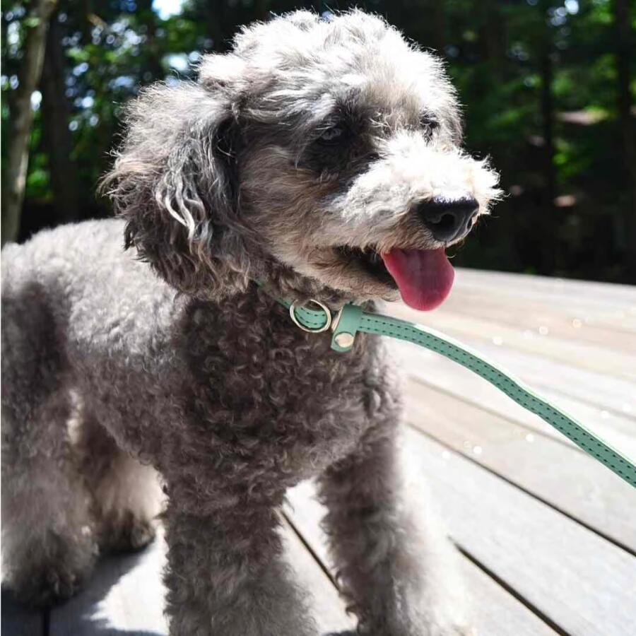 楽天市場】AXELLE レザー製 小型犬用 首輪一体型リード ブラウン