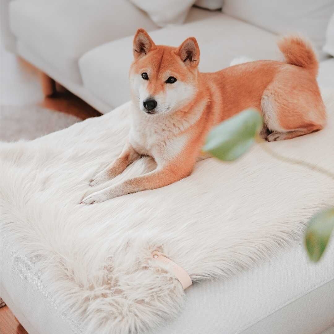 楽天市場】送料無料 ブランケット 犬用 ベッド ブラウン グレー 直輸入