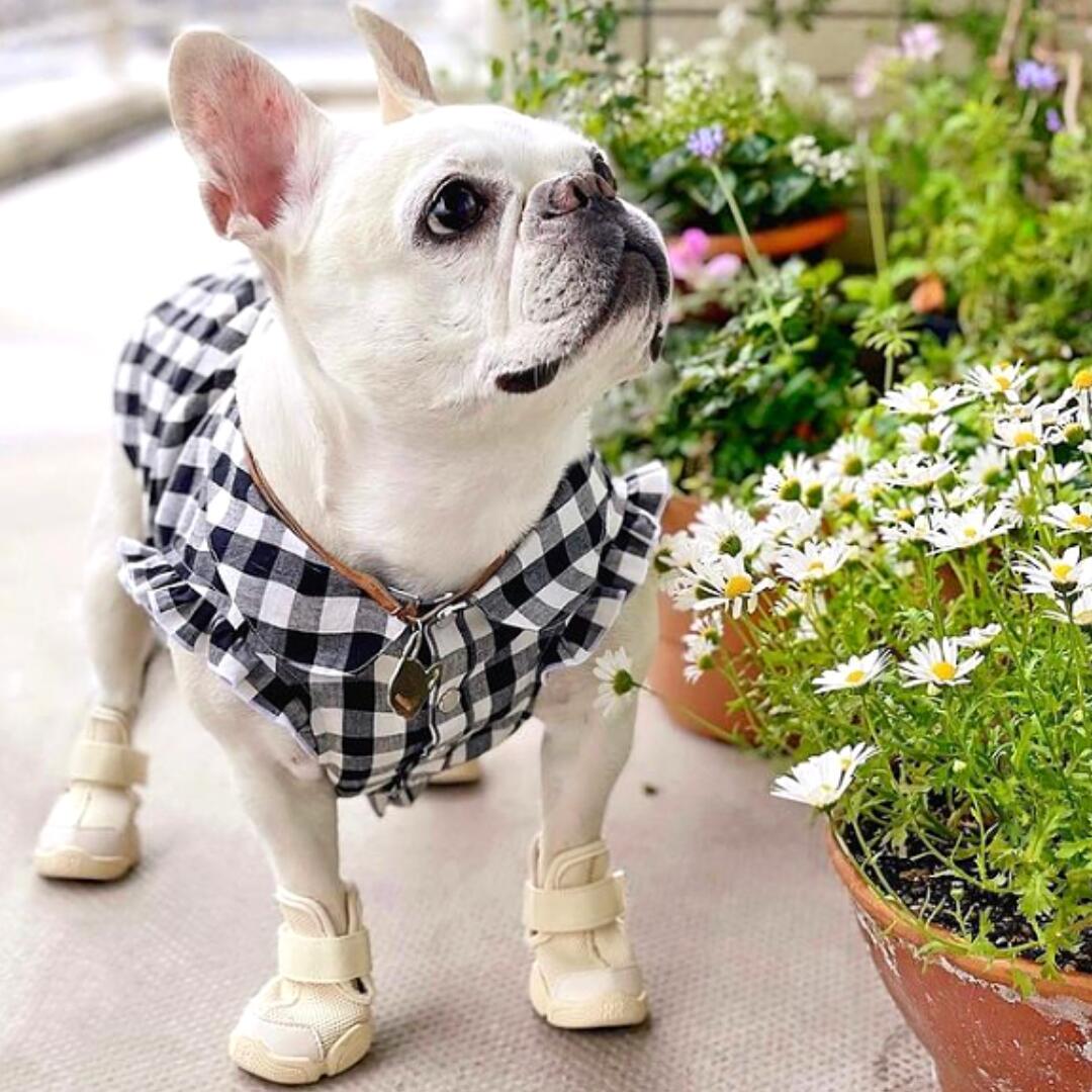 楽天市場】【即納】 RIFRUF ドッグスニーカー サイズ交換無料 アクア