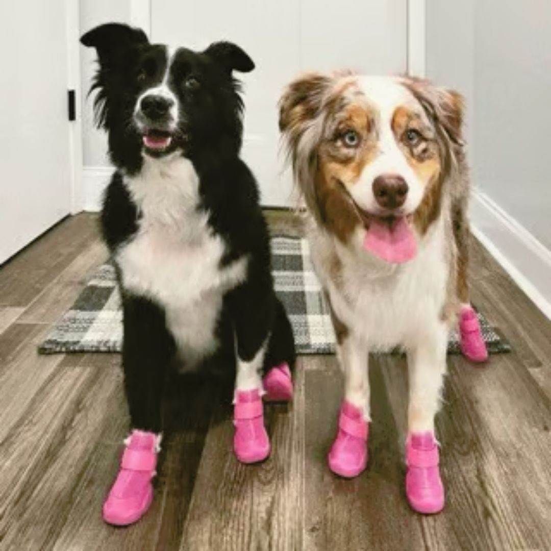 楽天市場】【即納】RIFRUF ドッグスニーカー 左右2個セット 前後の