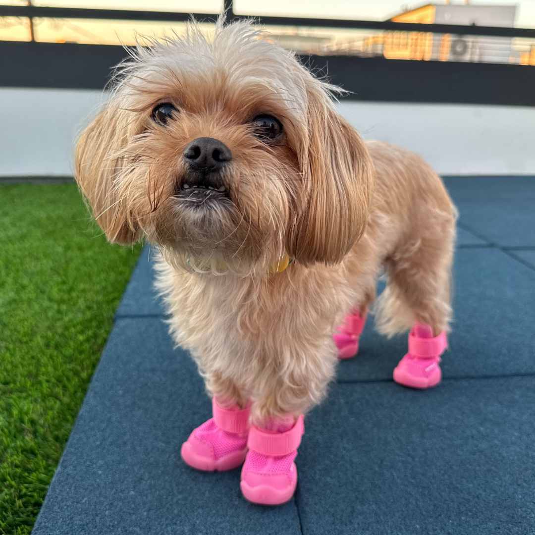 楽天市場】【即納】 RIFRUF ドッグスニーカー サイズ交換無料 アクア