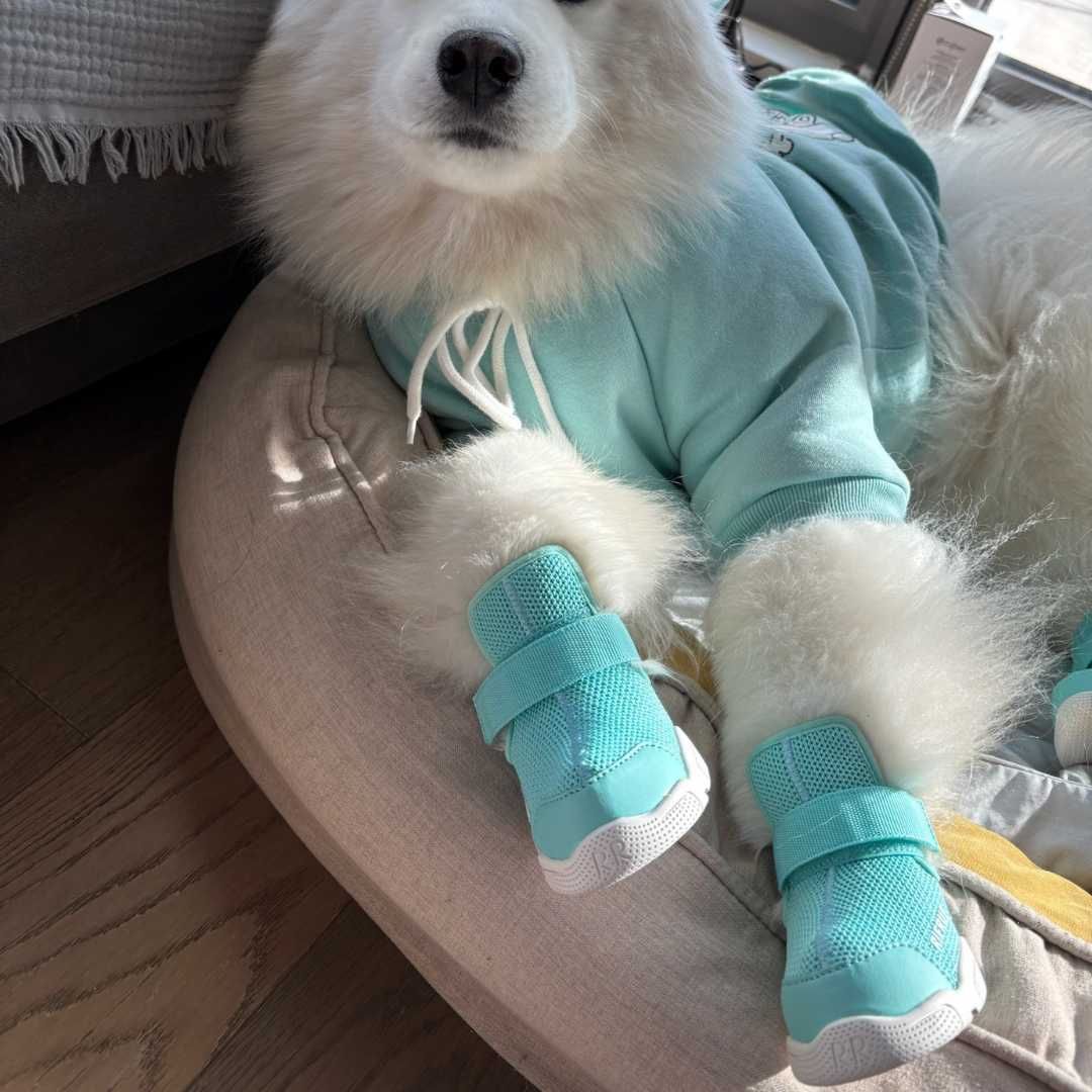 楽天市場】【即納】RIFRUF ドッグスニーカー 左右2個セット 前後の