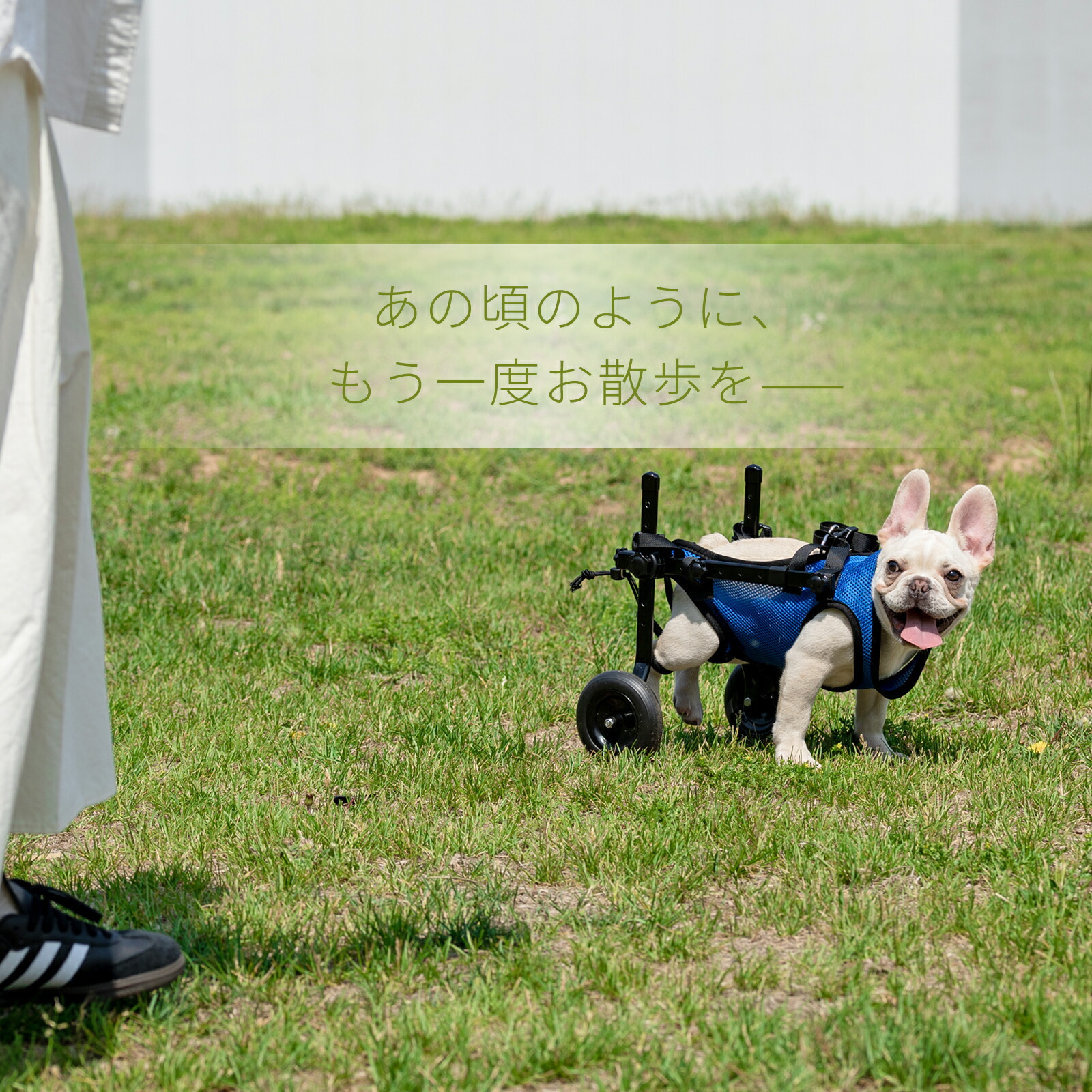 楽天市場】犬用車いす 犬用車椅子 後ろ足 リハビリ 介護 歩行器 歩行