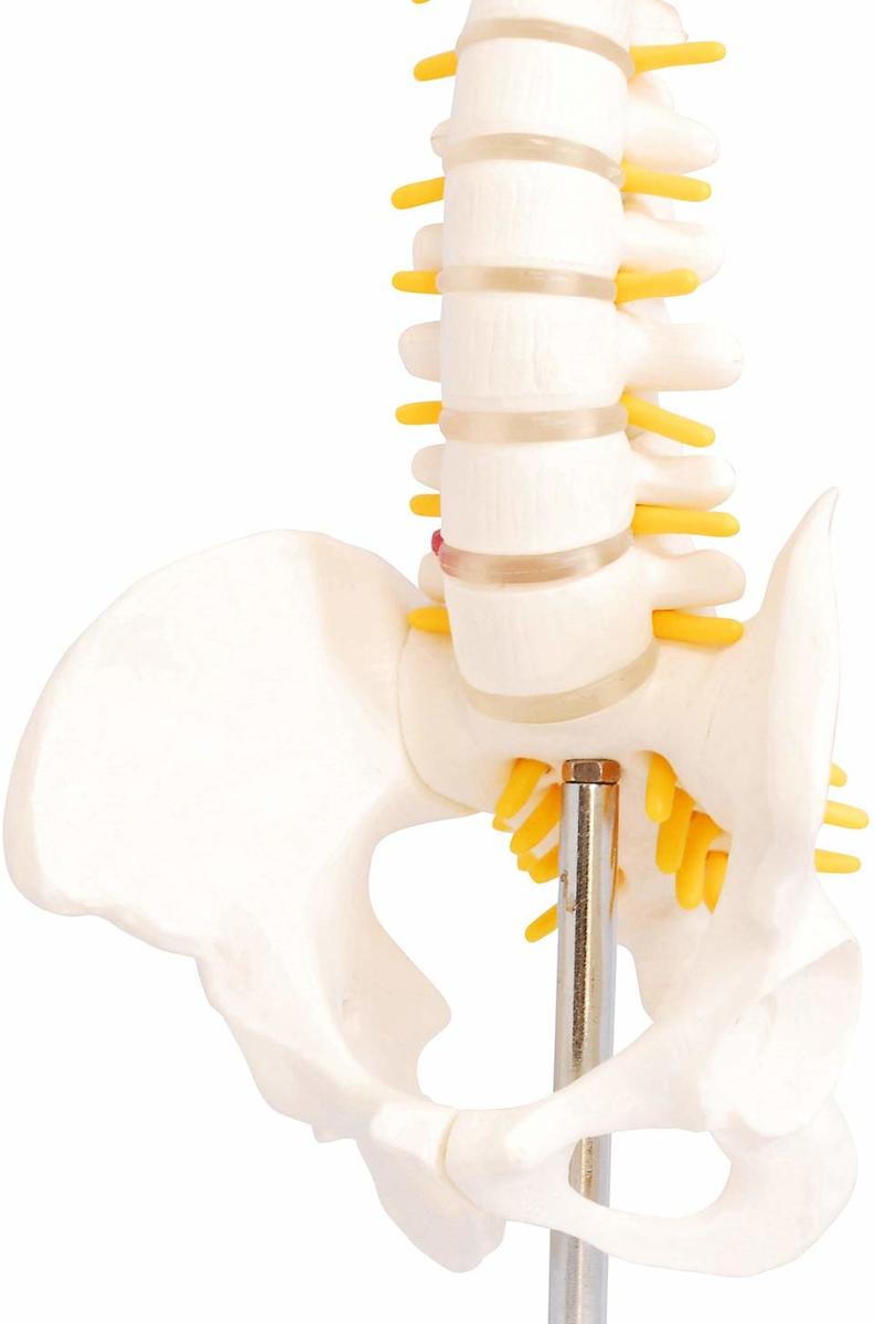 楽天市場】人体模型 脊椎骨盤模型 脊柱 脊髄 脊椎模型 脊椎骨模型 ミニ