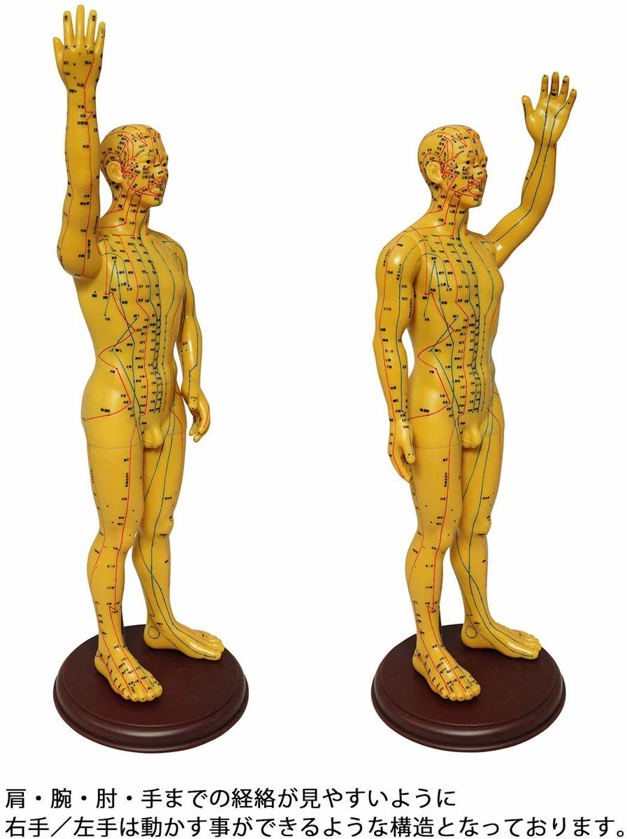 頭部鍼灸模型 20cm (中国語) 鍼灸経穴模型 人体模型 人体標本 人体