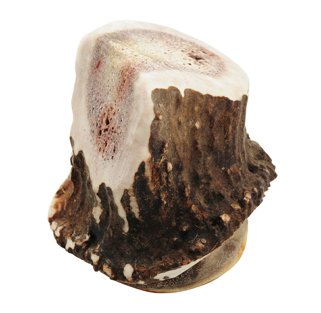 北海道産シカ角おやつ 29kg （根付） 北海道産シカ角おやつ 29kg （根付）