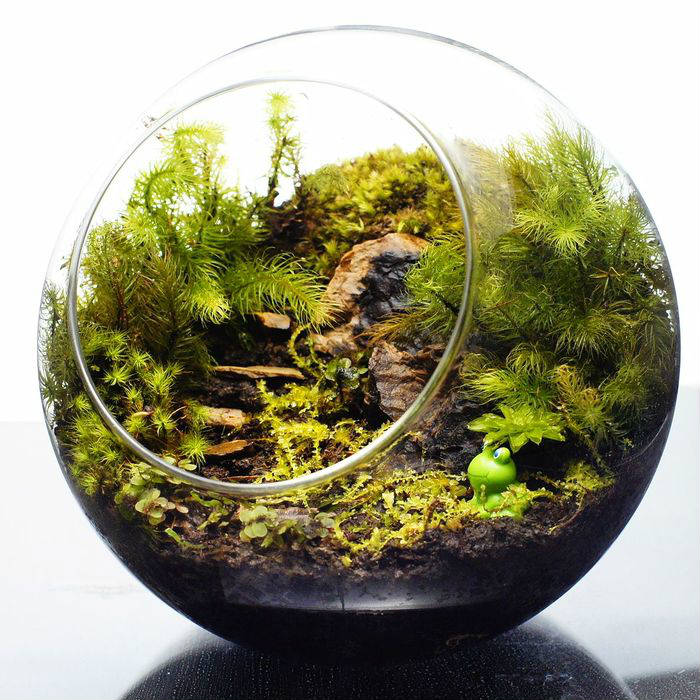 天然苔テラリウムケージ完成品、隠れ家や渡り棒付き、カエル、イモリ