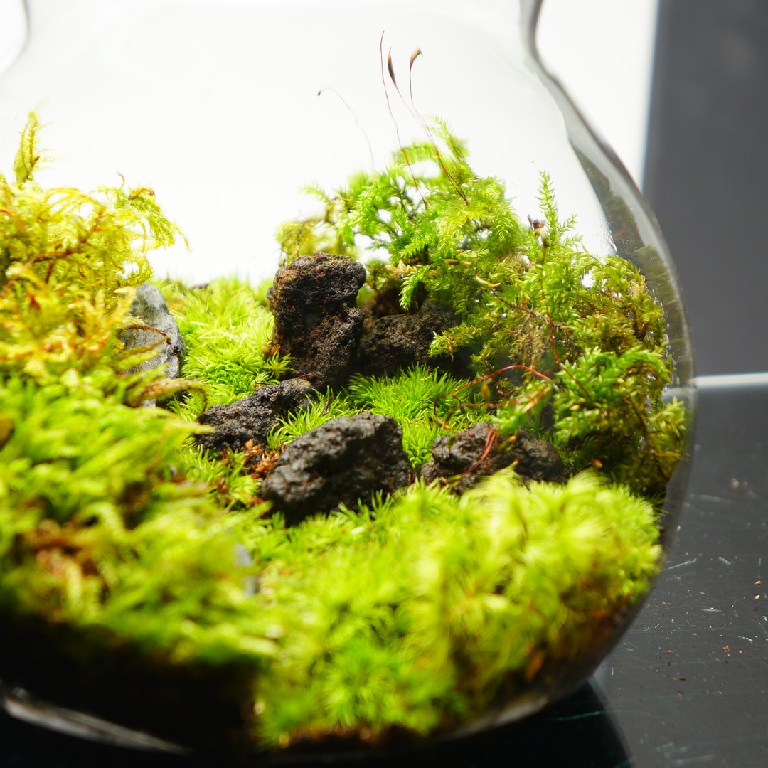 楽天市場】【完成品】3サイズ LEDライトコルク蓋付 苔テラリウム 和風