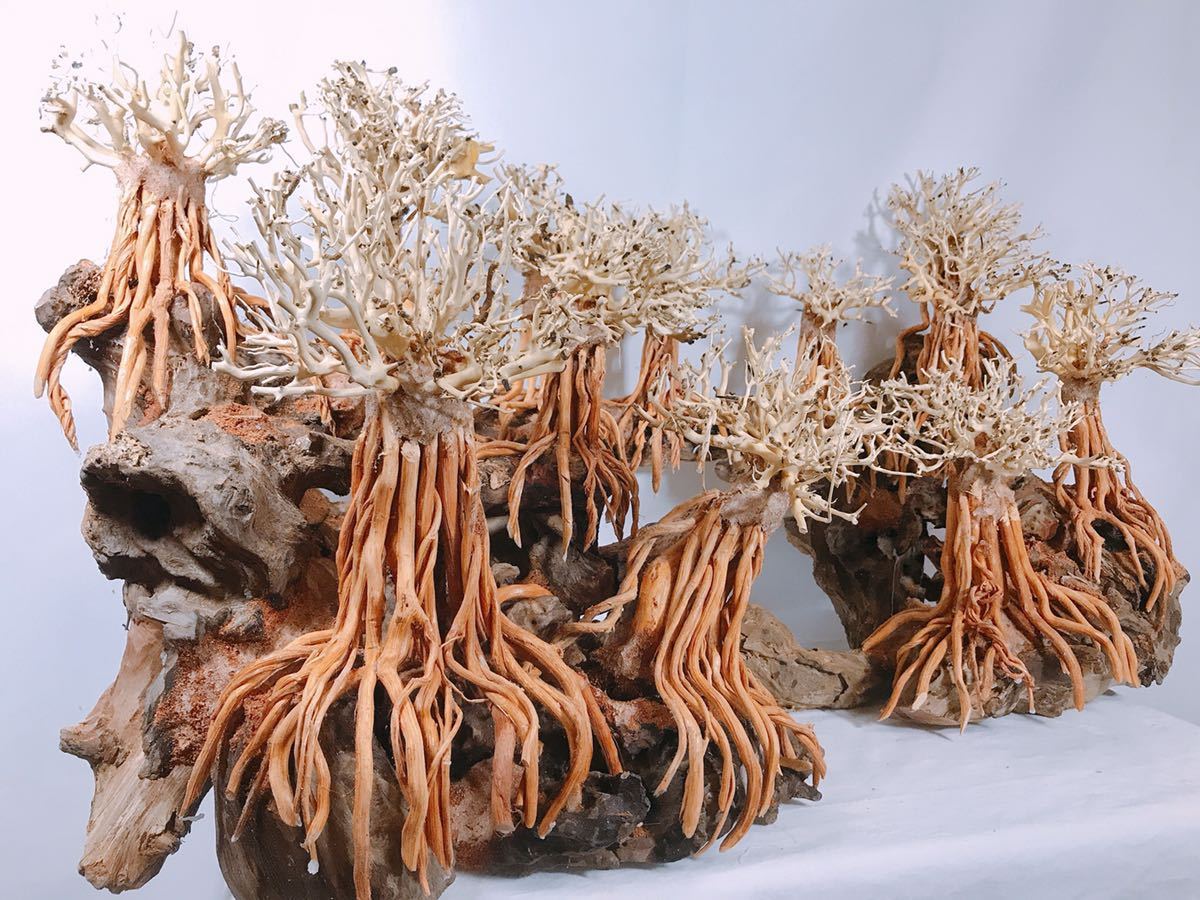 楽天市場】【送料無料・お買い得】90cm水槽専用 2段熱帯雨林の