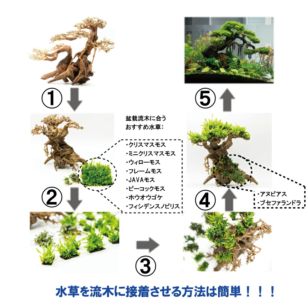 楽天市場】熱帯雨林のバニヤン流木（水槽専用アート流木）盆栽アート