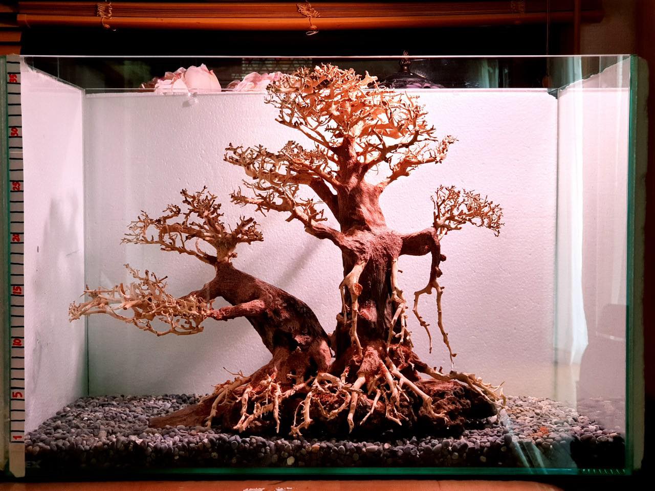 極品・一点物ADAの天然ブランチウッド盆栽流木 （水槽幅90cm以上