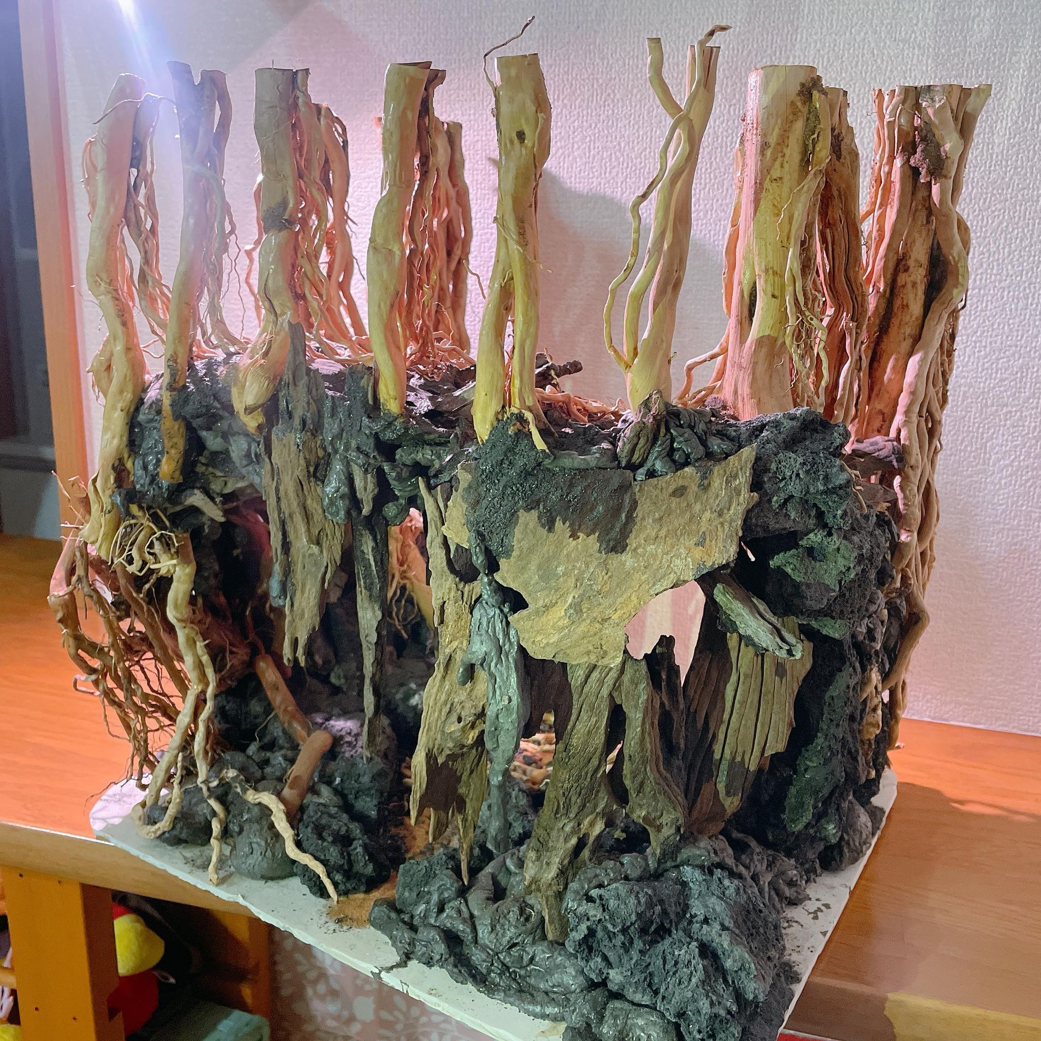 楽天市場】中型空洞型熱帯雨林のバニヤン流木 (水槽専用アート