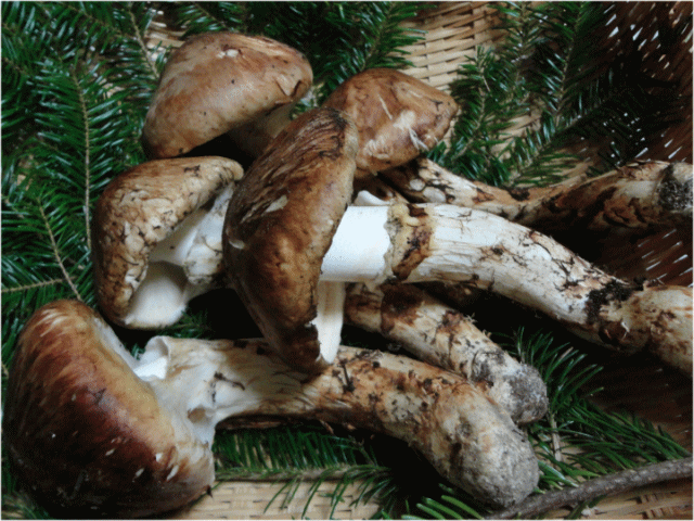 楽天市場】【予約商品】【9月中旬－10月上旬採れ次第発送】松茸 送料