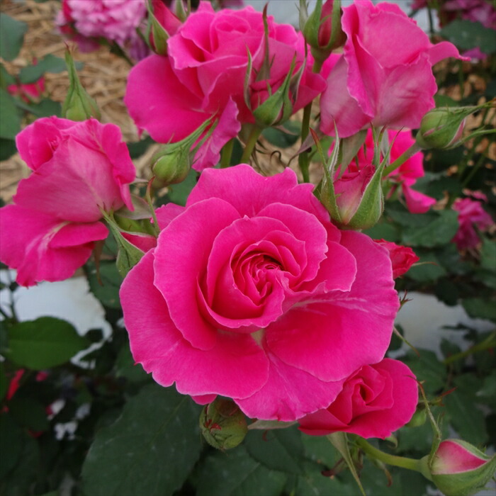 雷Gまとめ売り(バラok!!) おまとめ売り 専用出品 スマイル様おまとめ