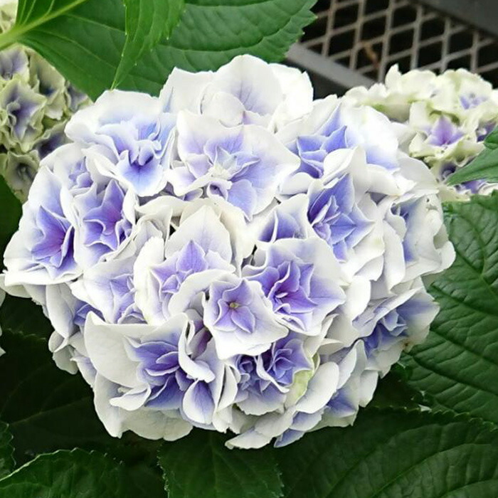 楽天市場】予約販売 アジサイ 疾風迅雷 9cmポット 登録品種