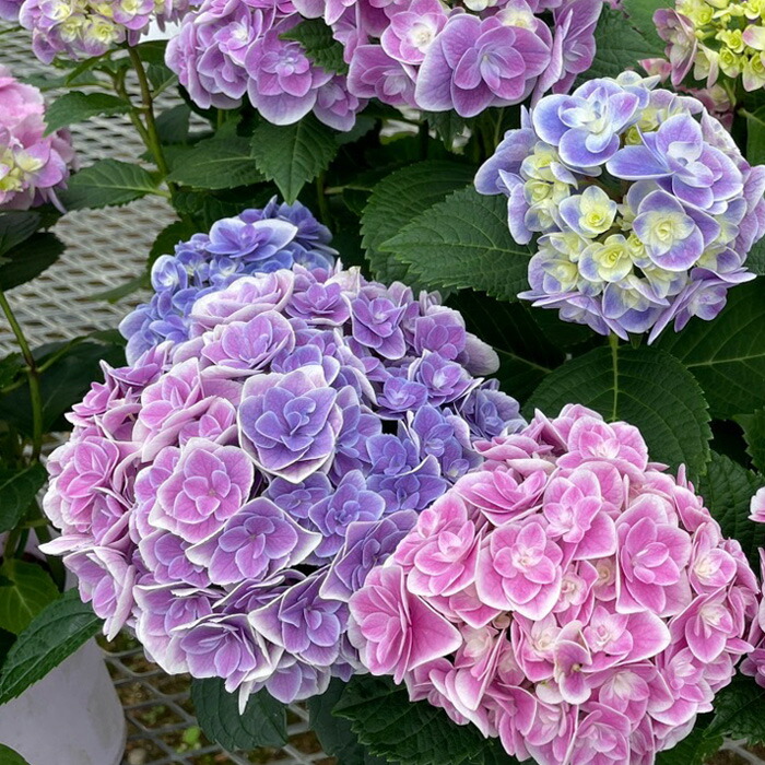 楽天市場】予約販売 アジサイ 鏡花水月 9cmポット 登録品種