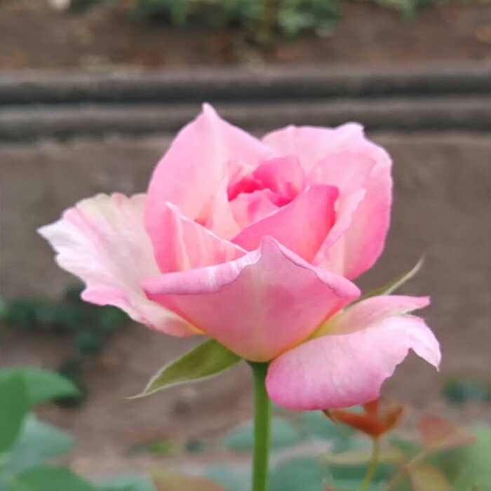 楽天市場】予約販売 バラ苗 バラ新苗 大阪城 契約品種 薔薇 ばら 国産