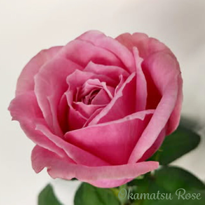 楽天市場】予約販売 バラ苗 バラ新苗 ピンクサボン 契約品種 薔薇 ばら