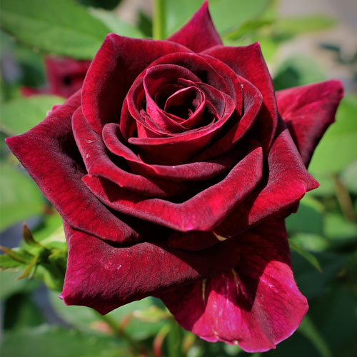 楽天市場】バラ苗 (予約販売) 【ブラックビューティー】 2年大株苗 4号