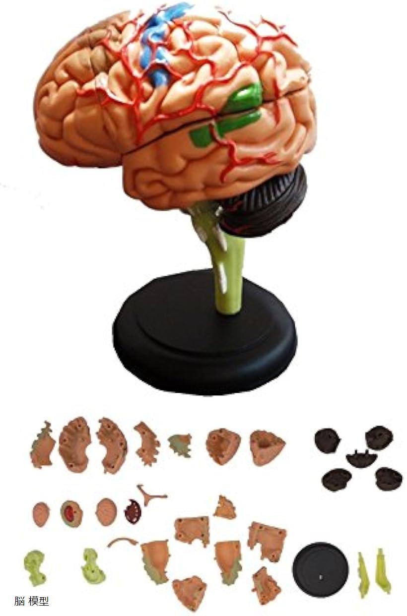楽天市場】脳 模型 32パーツ 分解 モデル 人体模型 立体 脳みそ リアル