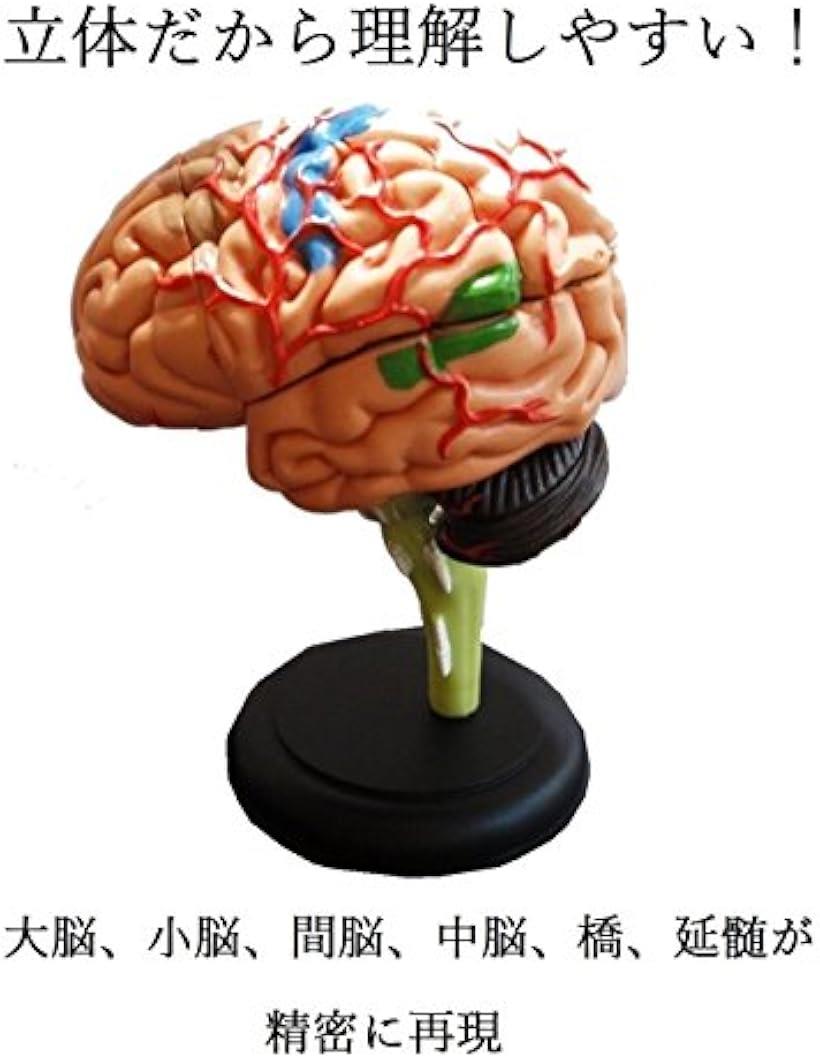 楽天市場】脳 模型 32パーツ 分解 モデル 人体模型 立体 脳みそ リアル