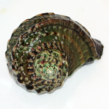 エビshop』【夜光貝大中新セット2】沖縄県産夜光貝 エビshop』【夜光貝