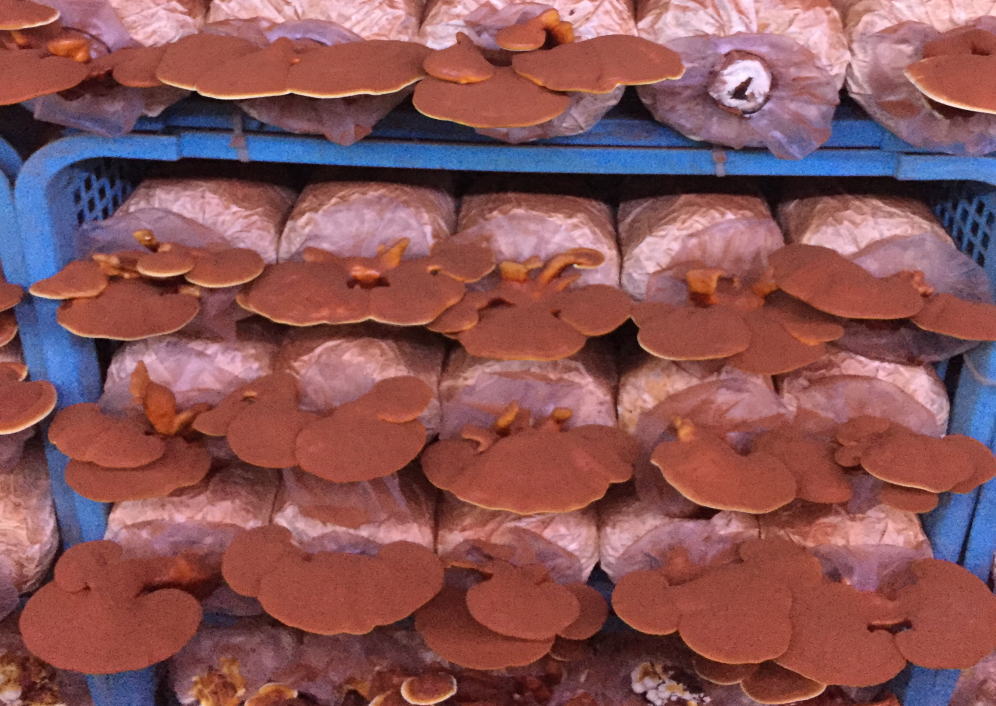 楽天市場】濃い霊芝 濃厚な品種の霊芝だけをつめました 霊芝茶