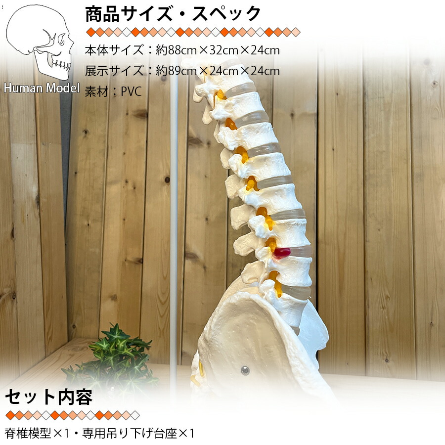 楽天市場】人体模型 骨 等身大 脊椎 模型 実物大 90センチ 脊髄骨盤