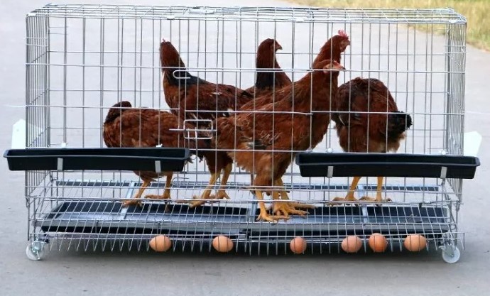 楽天市場】＼楽天ランキング入賞／ 大型鳥かご 鳩 烏骨鶏 鶏 バード