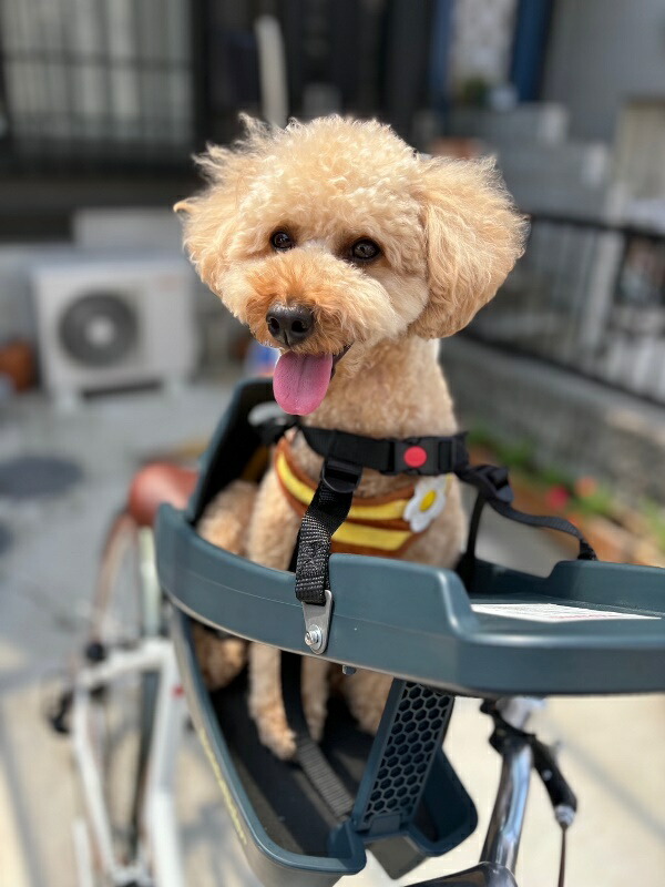 Buddy Rider 犬用キャリアシート 取り付け金具付き Buddyrider 犬用