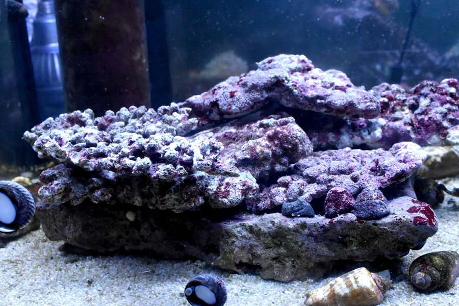 楽天市場】ライブロックの通販