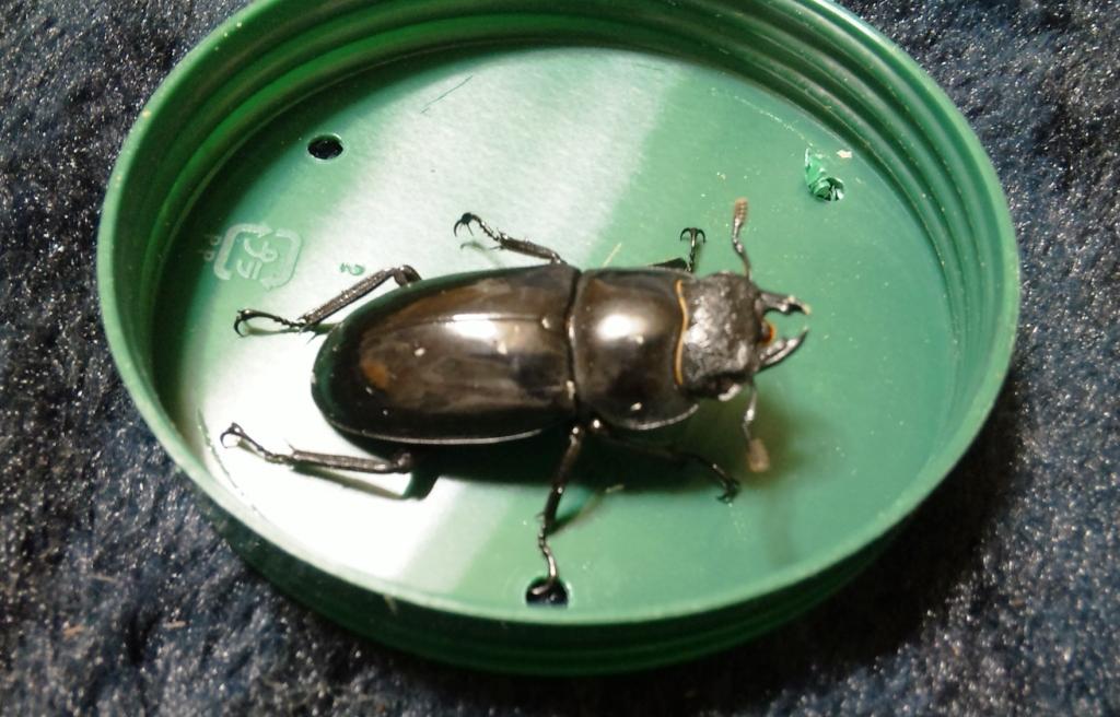 楽天市場】リノケロスフタマタクワガタ 成虫ペア（♂80ミリUP